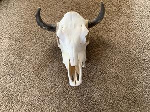 Cow skull heads